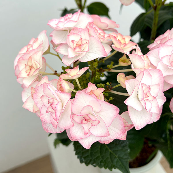 アジサイ：光雲（ピンク）5号鉢植え