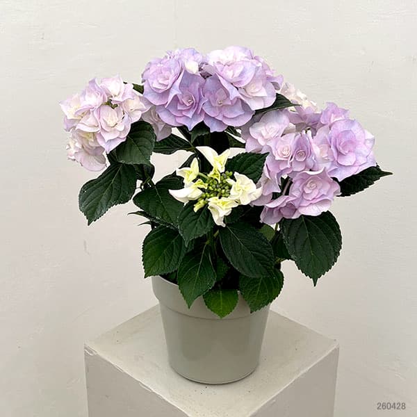 園芸ネット本店｜アジサイ：クレインブーケ（ブルー）5号鉢植え の通販