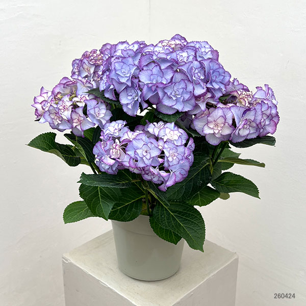 アジサイ：フローレンス（ブルー）5号鉢植え