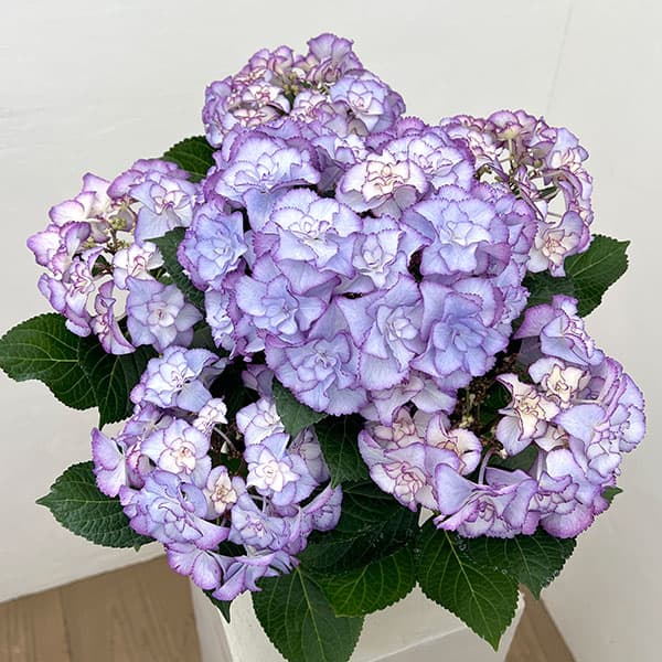 アジサイ：フローレンス（ブルー）5号鉢植え