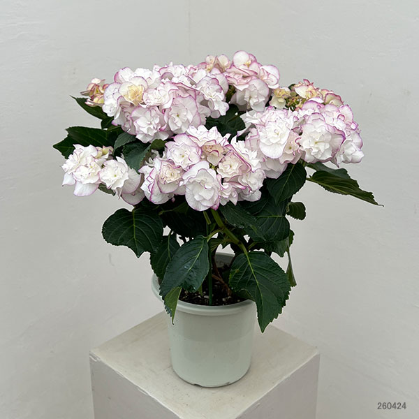 アジサイ：イリス（ブルー）5号鉢植え