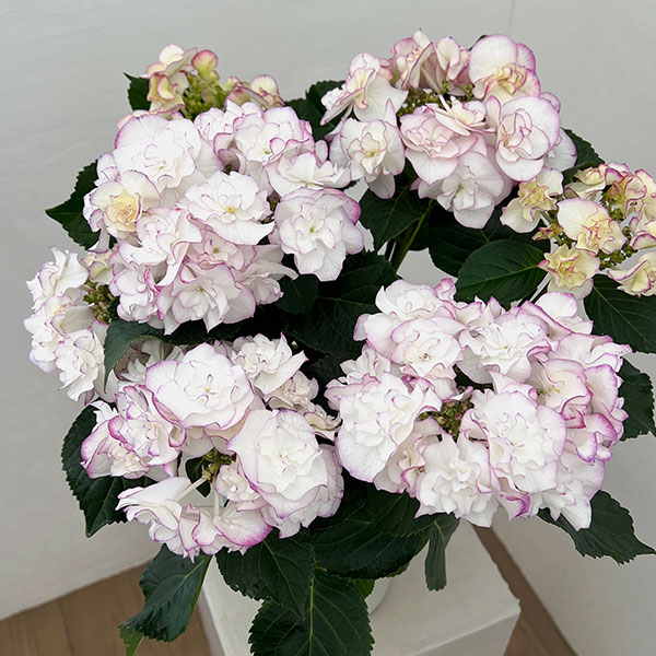 アジサイ：イリス（ブルー）5号鉢植え