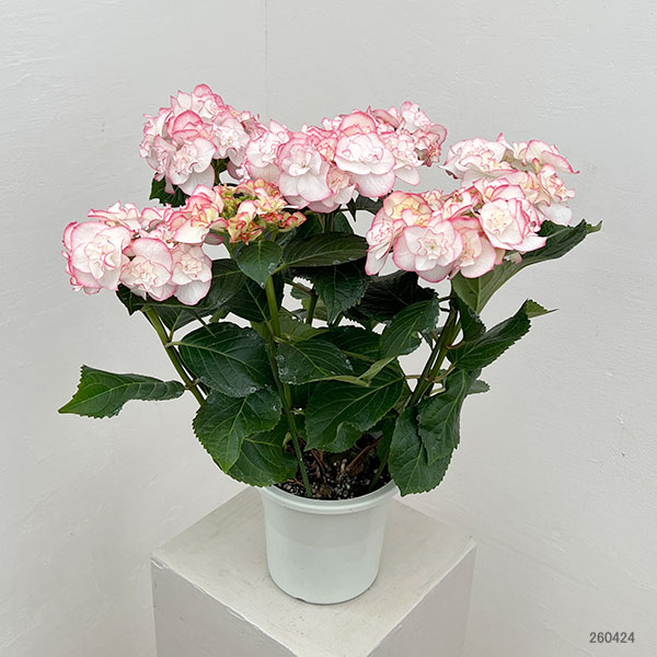 アジサイ：イリス（ピンク）5号鉢植え