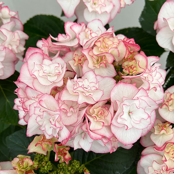 アジサイ：イリス（ピンク）5号鉢植え