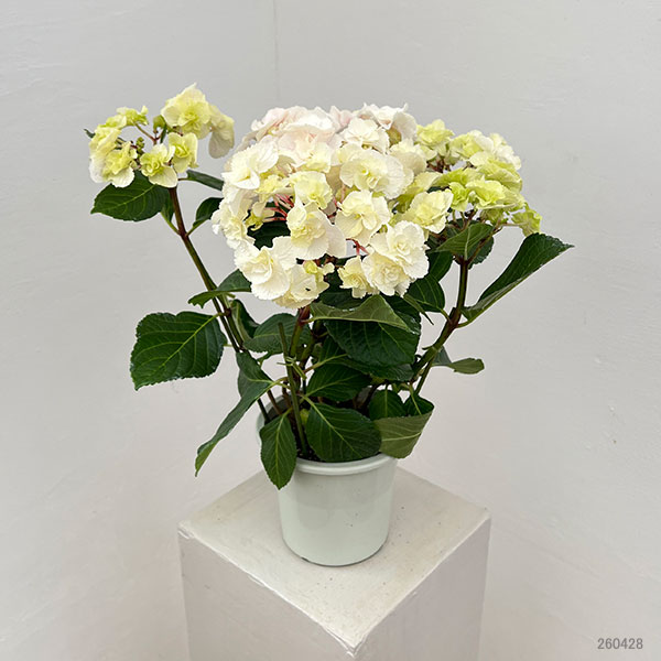 アジサイ：モンテ（ピンク）5号鉢植え