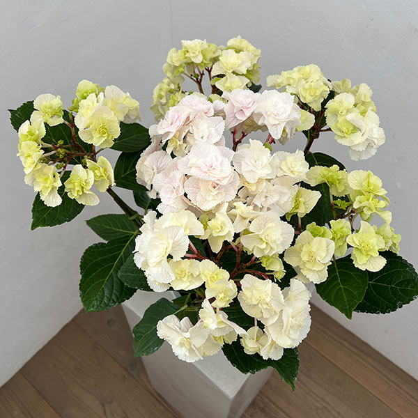 アジサイ：モンテ（ピンク）5号鉢植え