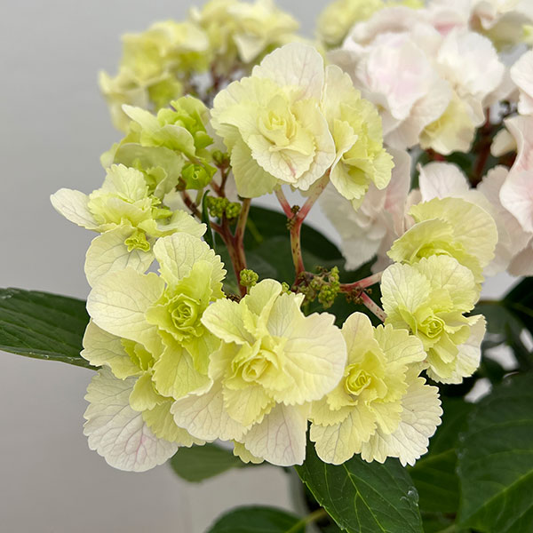 アジサイ：モンテ（ピンク）5号鉢植え