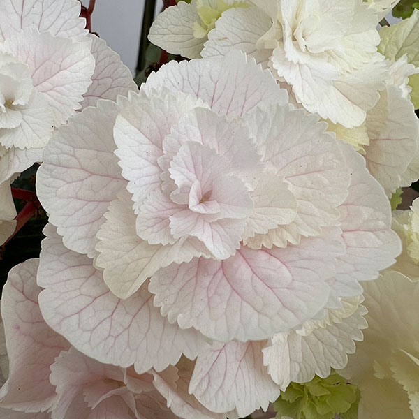 アジサイ：モンテ（ピンク）5号鉢植え