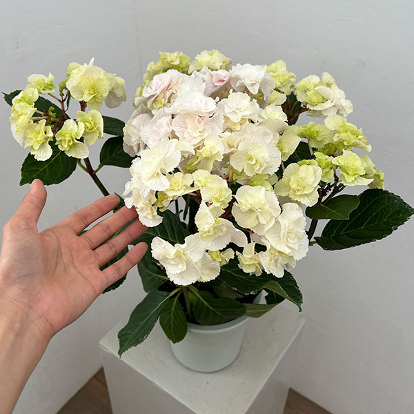 アジサイ：モンテ（ピンク）5号鉢植え