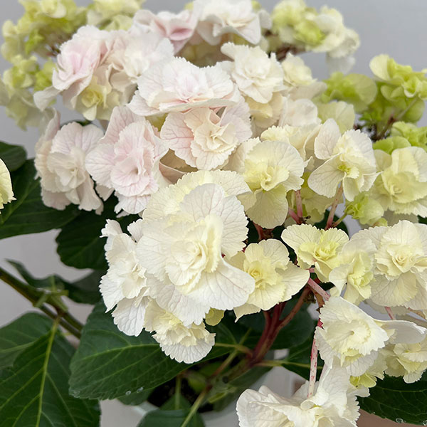 アジサイ：モンテ（ピンク）5号鉢植え