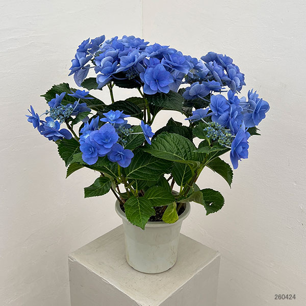 アジサイ：ポージィブーケ　ケーシィ（ブルー）5号鉢植え