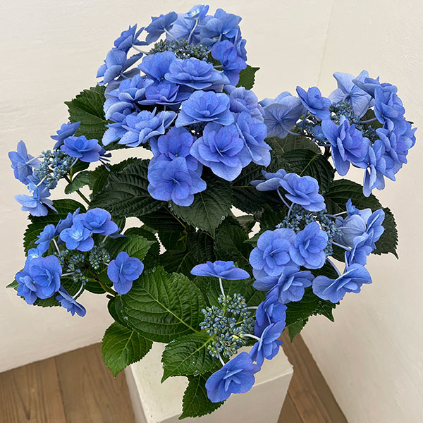 アジサイ：ポージィブーケ　ケーシィ（ブルー）5号鉢植え