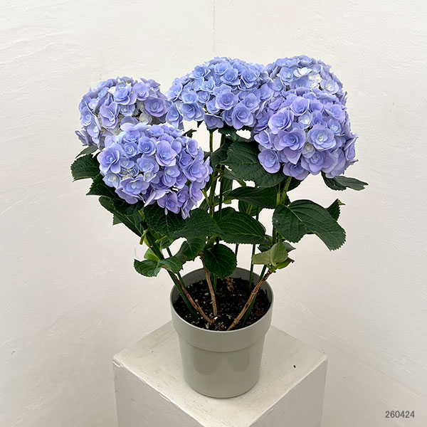 アジサイ：フェアリー　キス（ブルー）5号鉢植え