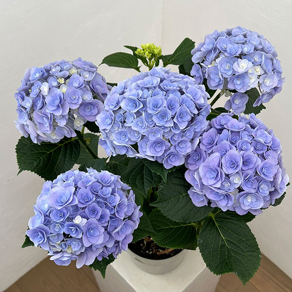 アジサイ：フェアリー　キス（ブルー）5号鉢植え