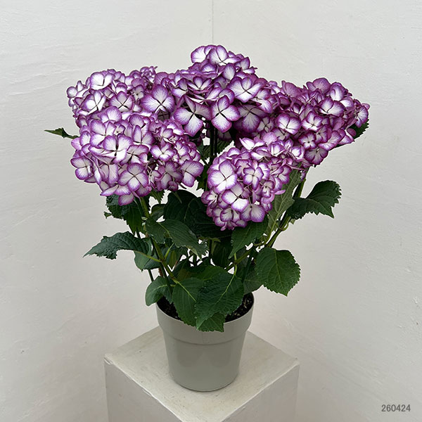 アジサイ：ジャパーニュ　ミカコ（ブルー）5号鉢植え