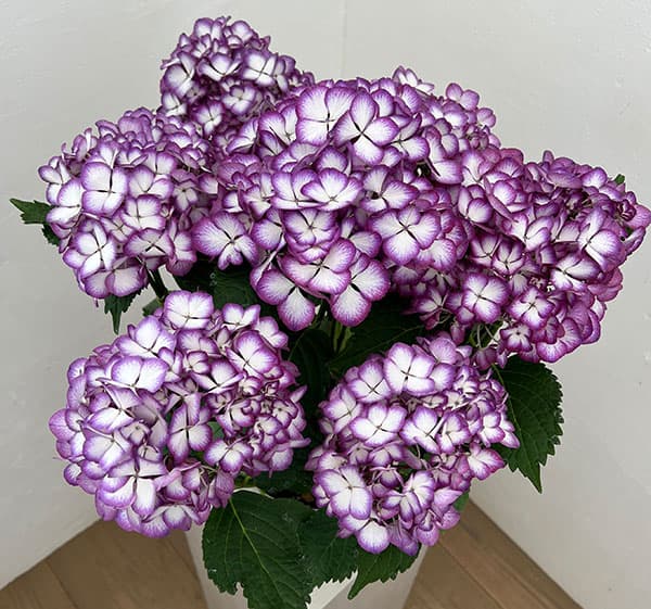 アジサイ：ジャパーニュ　ミカコ（ブルー）5号鉢植え