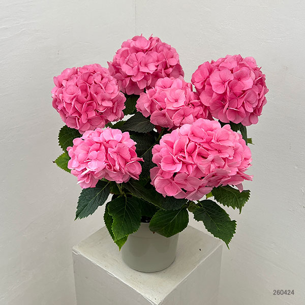 アジサイ：ピンクダイヤモンド（ピンク）5号鉢植え