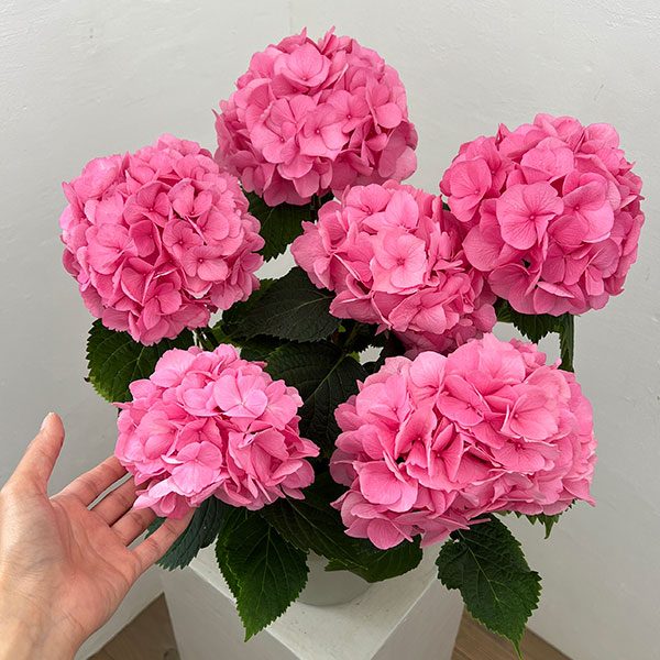 アジサイ：ピンクダイヤモンド（ピンク）5号鉢植え