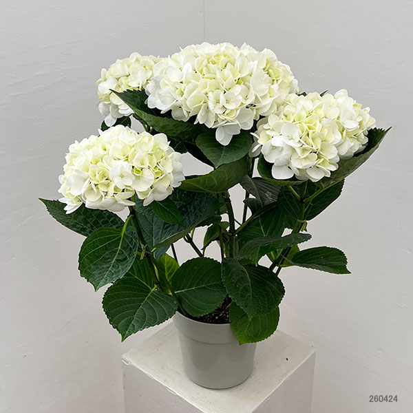 アジサイ：ホワイトダイヤモンド（ホワイト）5号鉢植え