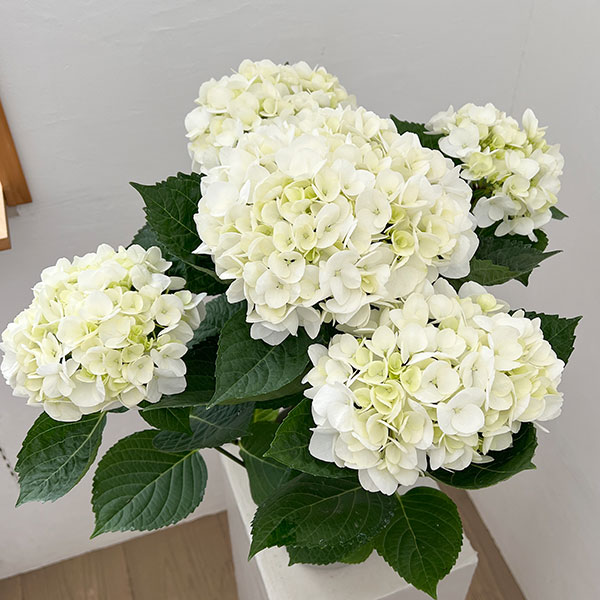 アジサイ：ホワイトダイヤモンド（ホワイト）5号鉢植え