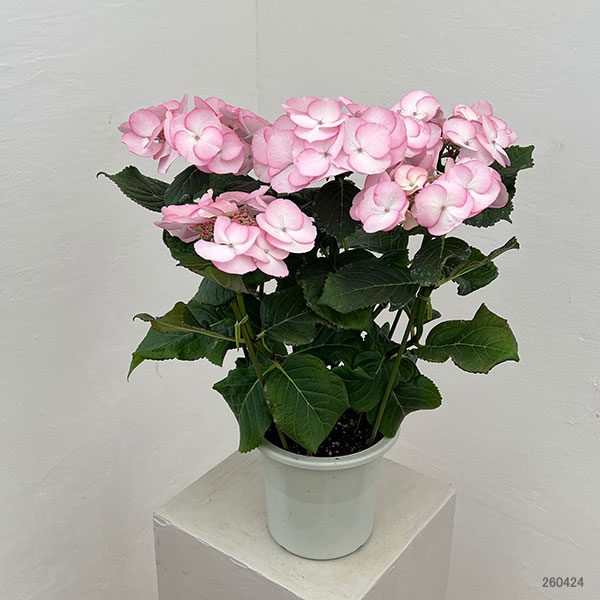 アジサイ：空色のしずく（ピンク）5号鉢植え