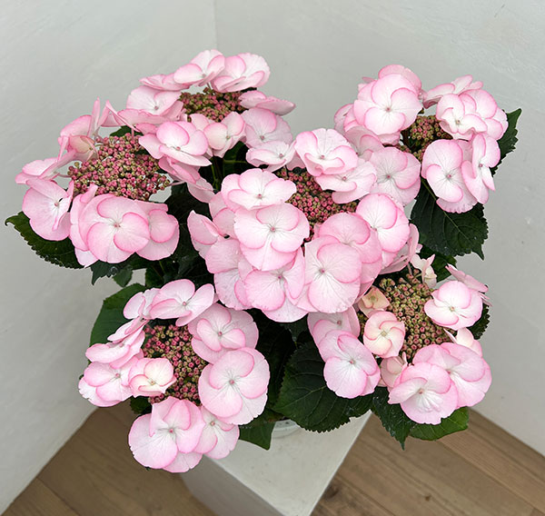 アジサイ：空色のしずく（ピンク）5号鉢植え