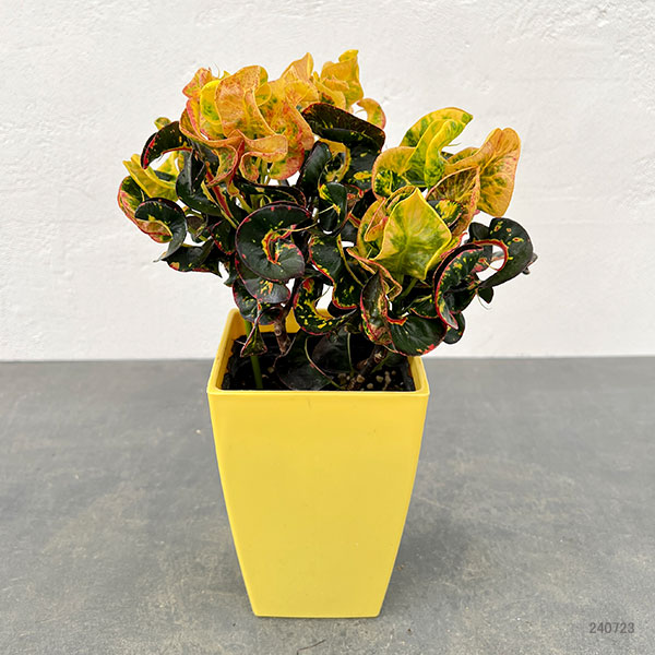 園芸ネット本店｜クロトン：ひらり 4号鉢入り の通販【公式】