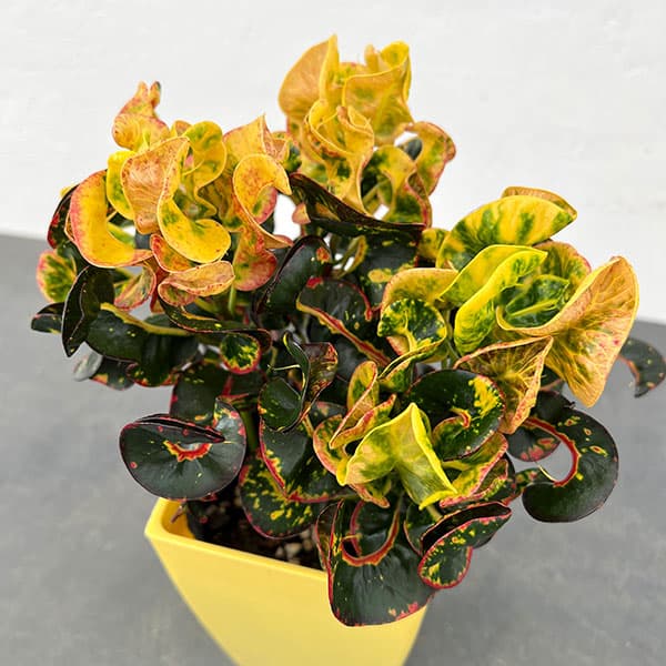 園芸ネット本店｜クロトン：ひらり 4号鉢入り の通販【公式】