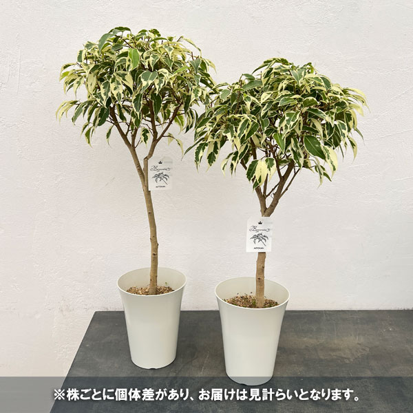ベンジャミン：スターライトビューティークィーン 6号鉢植え の