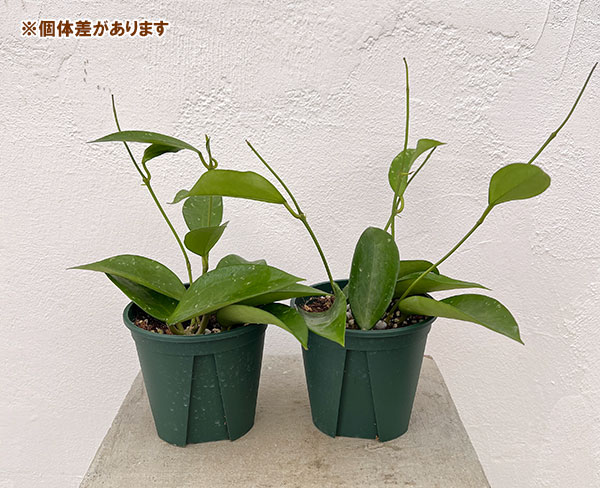 園芸ネット本店｜ホヤ：guingueuewia 3号ポット の通販【公式】