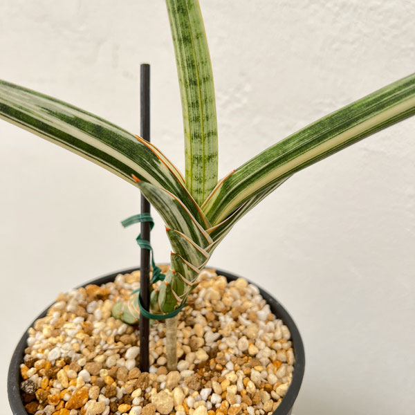 園芸ネット本店｜サンセベリア：Lav.1970 斑入り（ラブラノス1970