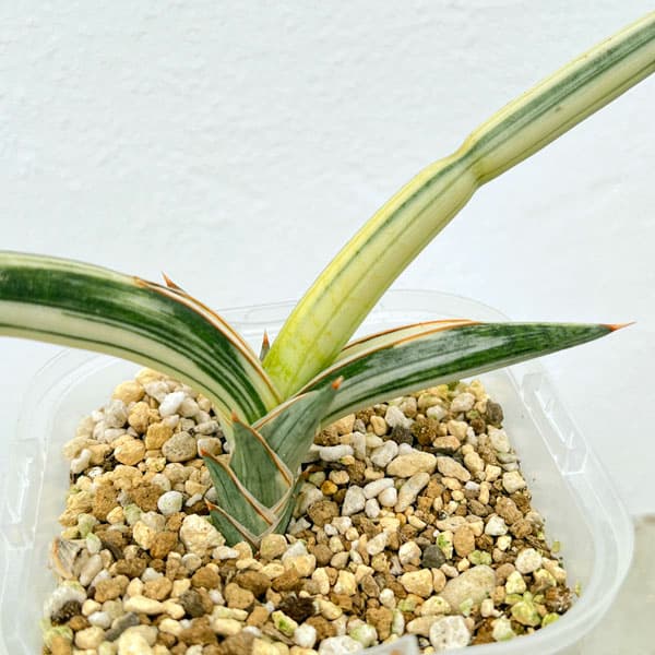 園芸ネット本店｜サンセベリア：Lav.1970 斑入り（ラブラノス1970