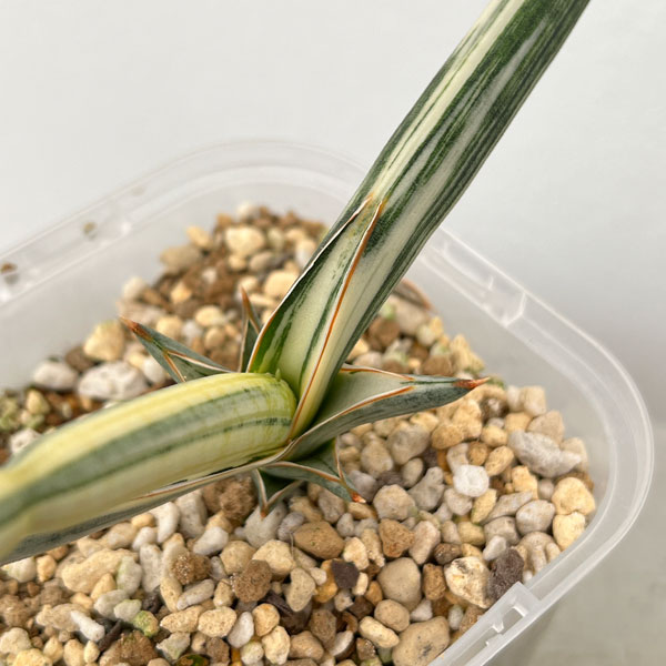 サンセベリア：Lav.1970 斑入り（ラブラノス1970 斑入り） 3.5号