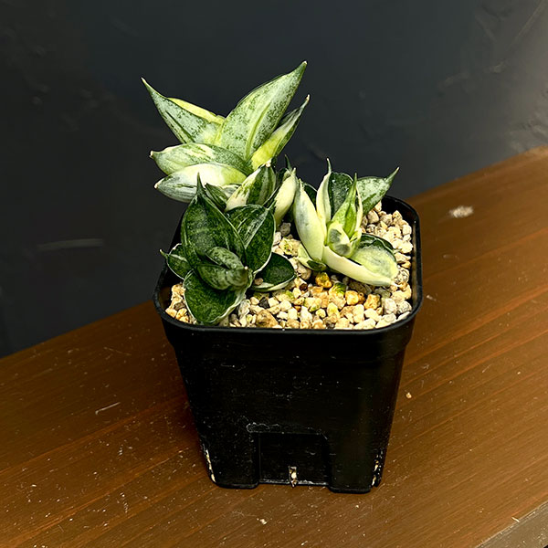 サンセベリア:ボンセレンシス・ドワーフ斑入り 2.5鉢植え24-01