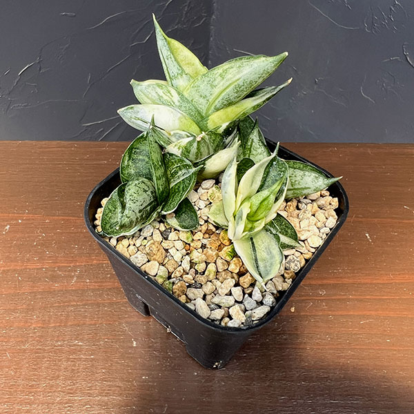 サンセベリア:ボンセレンシス・ドワーフ斑入り 2.5鉢植え24-01