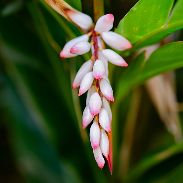 園芸ネット本店｜ゲットウ（月桃）3.5号ポット の通販【公式】
