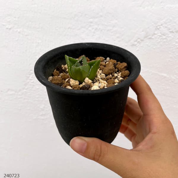 アガベ:アビーブロック(超巾広笹の雪) 3号鉢植え