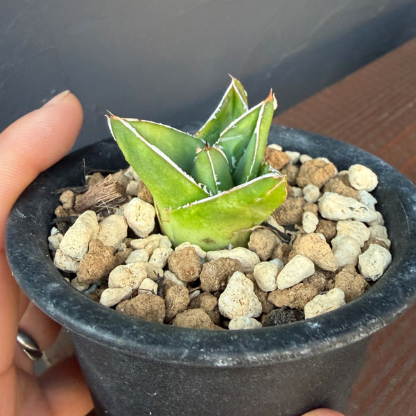 アガベ:アビーブロック(超巾広笹の雪) 3号鉢植え