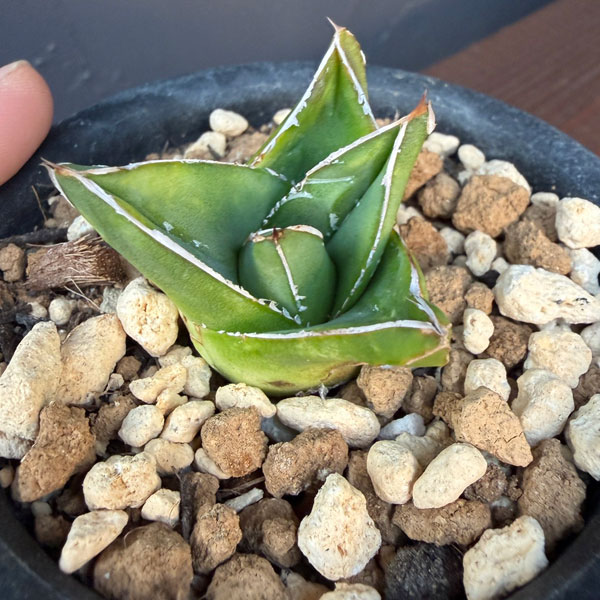 アガベ:アビーブロック(超巾広笹の雪) 3号鉢植え