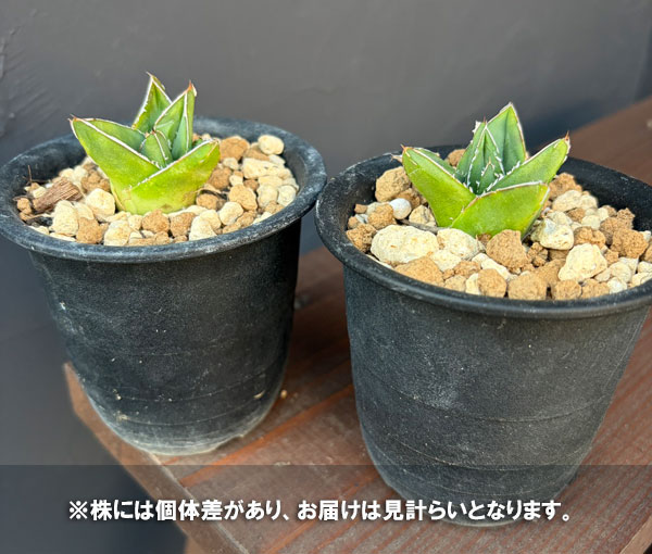 アガベ:アビーブロック(超巾広笹の雪) 3号鉢植え