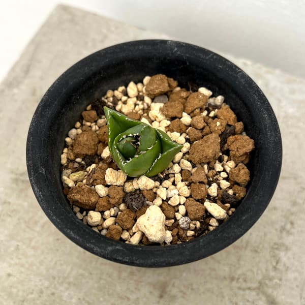 アガベ:アビーブロック(超巾広笹の雪) 3号鉢植え