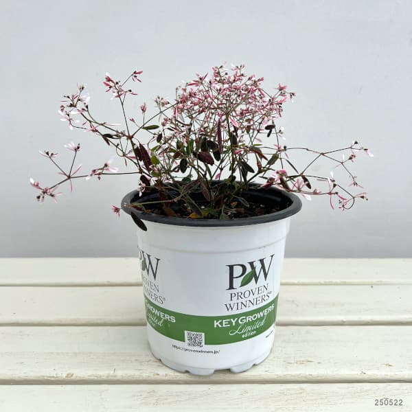 園芸ネット本店｜ユーフォルビア：ピンクフロスト5号ポット の通販【公式】