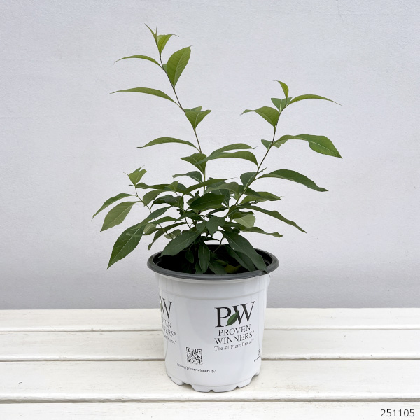 アムソニア：ストームクラウド5号ポット