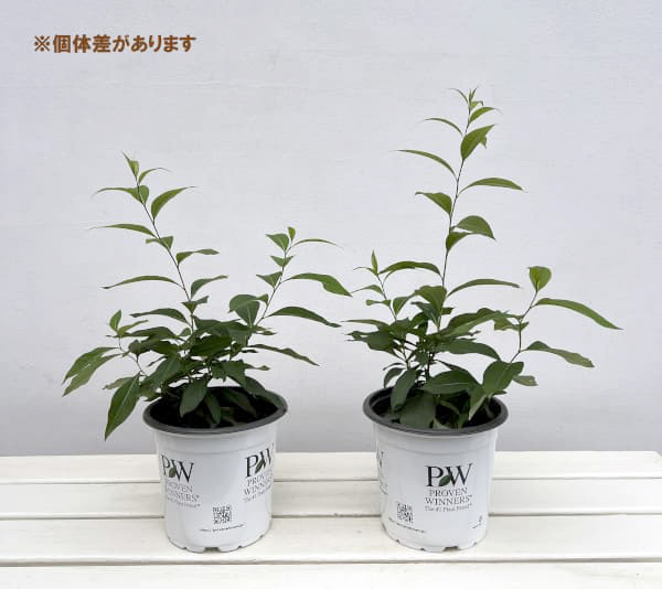 アムソニア：ストームクラウド5号ポット