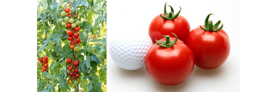 [送料無料](業務用・受注生産品)トマト：レッドオーレ 1000粒[野菜タネ]*（R）