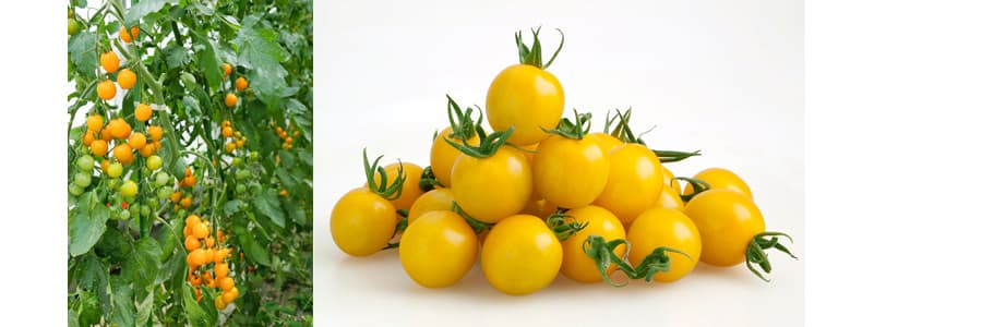 [送料無料](業務用・受注生産品)トマト：イエローミミ 100粒[野菜タネ]*