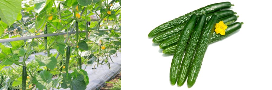 [送料無料](業務用・受注生産品)キュウリ：四川 350粒[野菜タネ]*