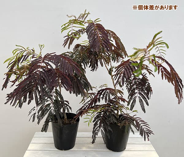 現品］ネムノキ サマーチョコレート 8号 観葉植物 大型 珍しい 屋外