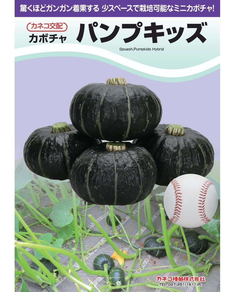 [送料無料](業務用・受注生産品)カボチャ：パンプキッズ 500粒[野菜タネ]*