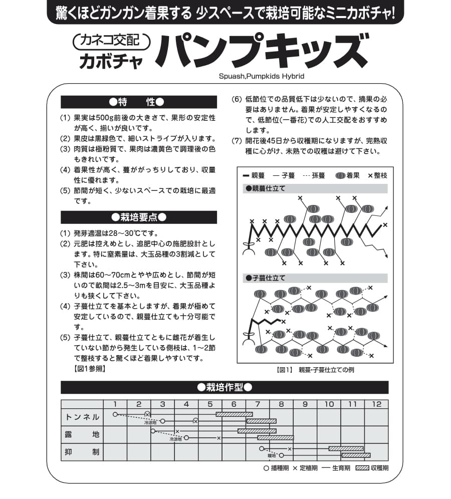 [送料無料](業務用・受注生産品)カボチャ：パンプキッズ 500粒[野菜タネ]*